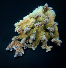 Lade das Bild in den Galerie-Viewer, Acropora clathrata
