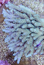 Lade das Bild in den Galerie-Viewer, Acropora clathrata
