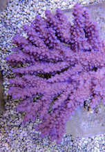Lade das Bild in den Galerie-Viewer, Acropora clathrata
