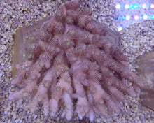 Lade das Bild in den Galerie-Viewer, Acropora spp. (Coral Sea) (Common)
