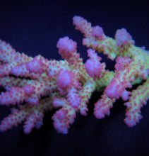 Lade das Bild in den Galerie-Viewer, Acropora spp. (Coral Sea) (Ultra)
