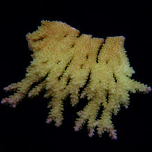 Lade das Bild in den Galerie-Viewer, Acropora spp. (Coral Sea) (Ultra)
