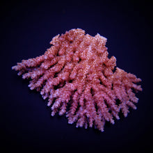Lade das Bild in den Galerie-Viewer, Acropora spp. (Coral Sea) (Ultra)
