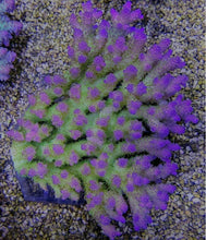 Lade das Bild in den Galerie-Viewer, Acropora spp. (Coral Sea) (Ultra)
