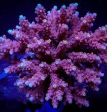 Lade das Bild in den Galerie-Viewer, Acropora cytherea
