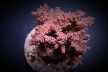 Lade das Bild in den Galerie-Viewer, Acropora cytherea
