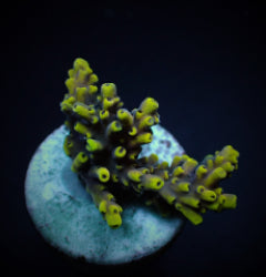 Acropora cytherea (frag) NZ