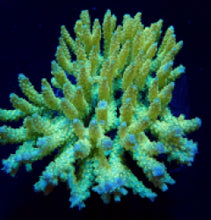 Lade das Bild in den Galerie-Viewer, Acropora dendrum
