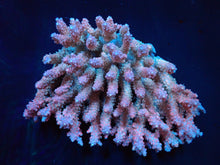 Lade das Bild in den Galerie-Viewer, Acropora dendrum
