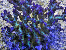 Lade das Bild in den Galerie-Viewer, Acropora desalwii

