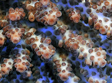 Lade das Bild in den Galerie-Viewer, Acropora desalwii
