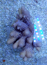 Lade das Bild in den Galerie-Viewer, Acropora digitifera
