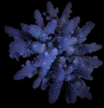 Lade das Bild in den Galerie-Viewer, Acropora digitifera
