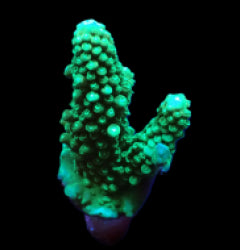 Acropora digitifera (frag) NZ