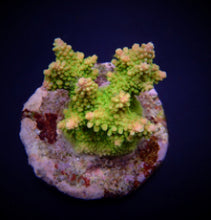 Lade das Bild in den Galerie-Viewer, Acropora divaricata
