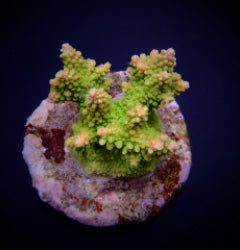 Acropora divaricata