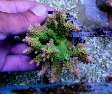 Lade das Bild in den Galerie-Viewer, Acropora divaricata
