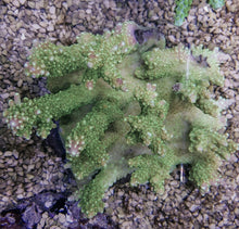 Lade das Bild in den Galerie-Viewer, Acropora divaricata
