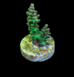 Acropora divaricata (frag) NZ