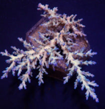 Lade das Bild in den Galerie-Viewer, Acropora echinata (Ice fire)
