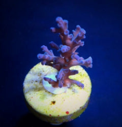 Acropora echinata (Ice Fire) (frag) NZ
