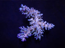 Lade das Bild in den Galerie-Viewer, Acropora echinata (Ice fire)
