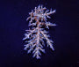 Lade das Bild in den Galerie-Viewer, Acropora echinata (Ice fire)
