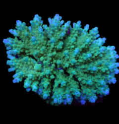 Acropora efflorescens