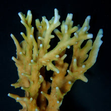 Lade das Bild in den Galerie-Viewer, Acropora elegans
