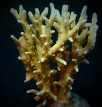 Lade das Bild in den Galerie-Viewer, Acropora elegans
