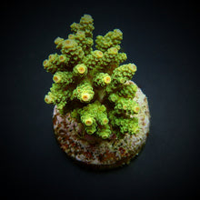 Lade das Bild in den Galerie-Viewer, Acropora florida
