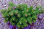 Lade das Bild in den Galerie-Viewer, Acropora florida
