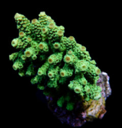 Acropora florida