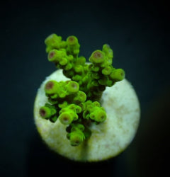 Acropora florida (frag) NZ