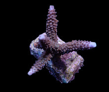 Lade das Bild in den Galerie-Viewer, Acropora formosa
