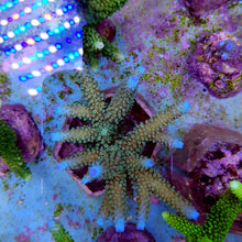 Lade das Bild in den Galerie-Viewer, Acropora formosa (Blue tip)
