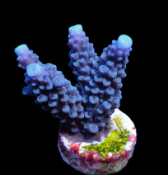 Acropora formosa (Blue) (frag) NZ