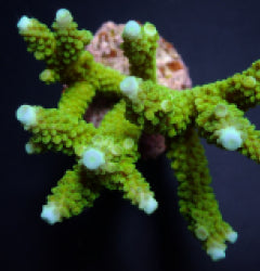 Acropora formosa (Blue tip)