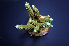 Lade das Bild in den Galerie-Viewer, Acropora formosa (Blue tip)
