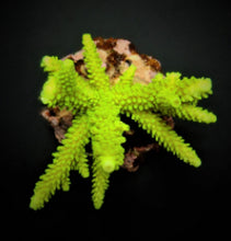 Lade das Bild in den Galerie-Viewer, Acropora formosa (Green)
