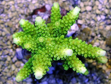 Lade das Bild in den Galerie-Viewer, Acropora formosa (Green)
