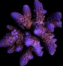 Lade das Bild in den Galerie-Viewer, Acropora gemmifera
