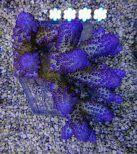 Lade das Bild in den Galerie-Viewer, Acropora gemmifera
