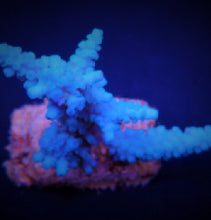 Lade das Bild in den Galerie-Viewer, Acropora gomezi
