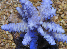Lade das Bild in den Galerie-Viewer, Acropora gomezi

