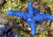 Lade das Bild in den Galerie-Viewer, Acropora gomezi
