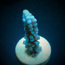 Lade das Bild in den Galerie-Viewer, Acropora gomezi
