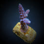 Lade das Bild in den Galerie-Viewer, Acropora gomezi
