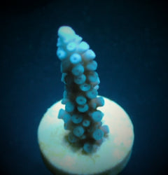 Acropora gomezi (frag) NZ
