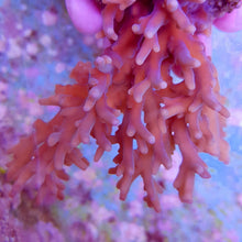 Lade das Bild in den Galerie-Viewer, Acropora granulosa
